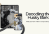 The Husky Bark Decoded: From Woo-Woos to Howls, We Tell You What He’s Saying! The Husky Bark Decoded: From Woo-Woos to Howls, We Tell You What He's Saying!