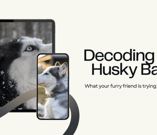The Husky Bark Decoded: From Woo-Woos to Howls, We Tell You What He’s Saying! The Husky Bark Decoded: From Woo-Woos to Howls, We Tell You What He's Saying!