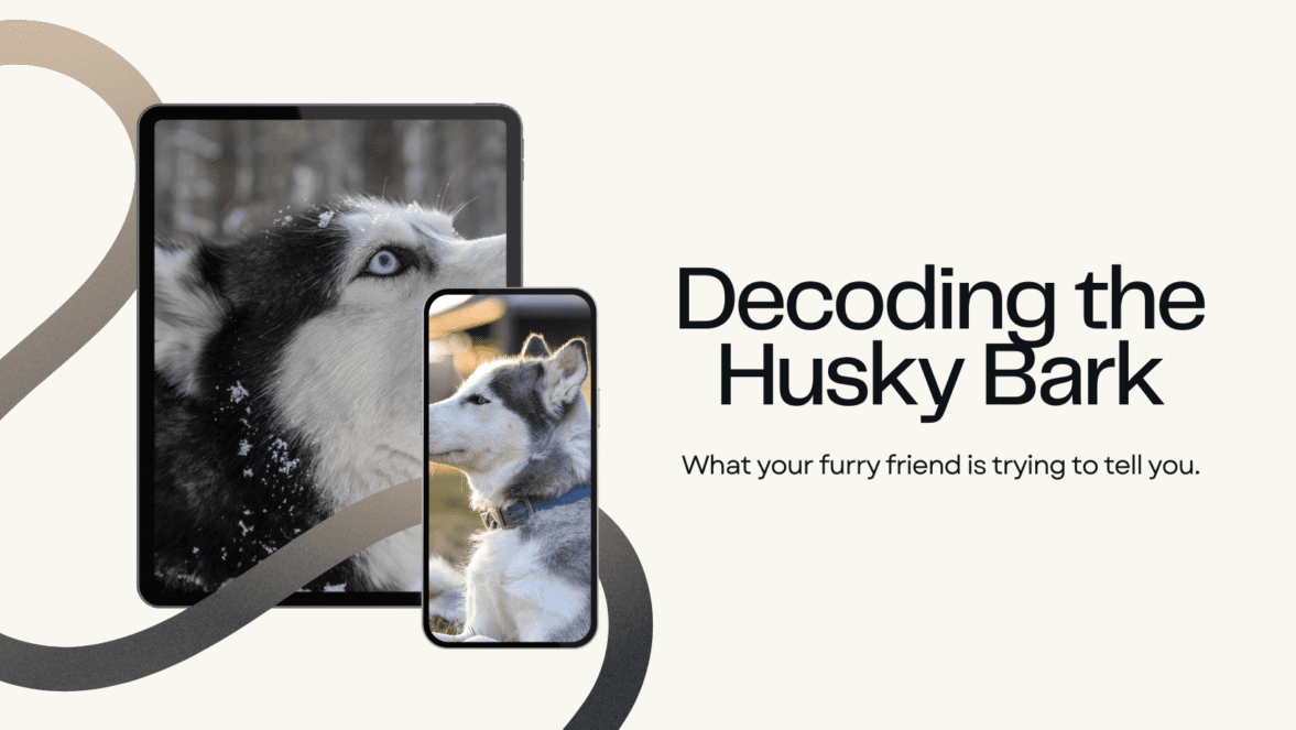 The Husky Bark Decoded: From Woo-Woos to Howls, We Tell You What He's Saying!