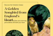 The Yorkshire Canary: A Golden Songbird from England’s Heart The Yorkshire Canary: A Golden Songbird from England's Heart