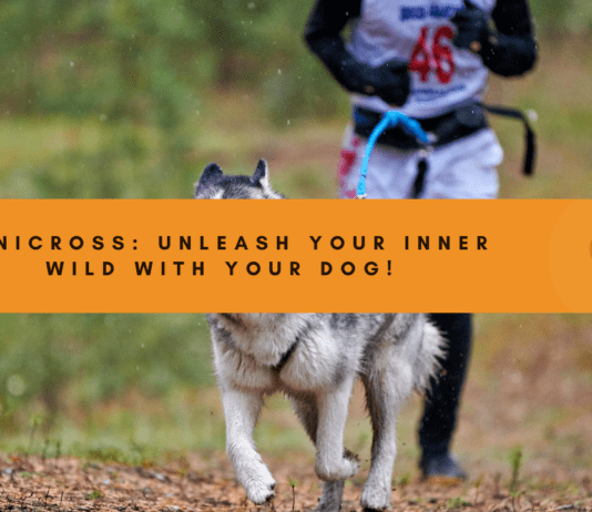 Canicross: Unleash Your Inner Wild (and Your Dog’s Too!) Canicross: Unleash Your Inner Wild (and Your Dog's Too!)