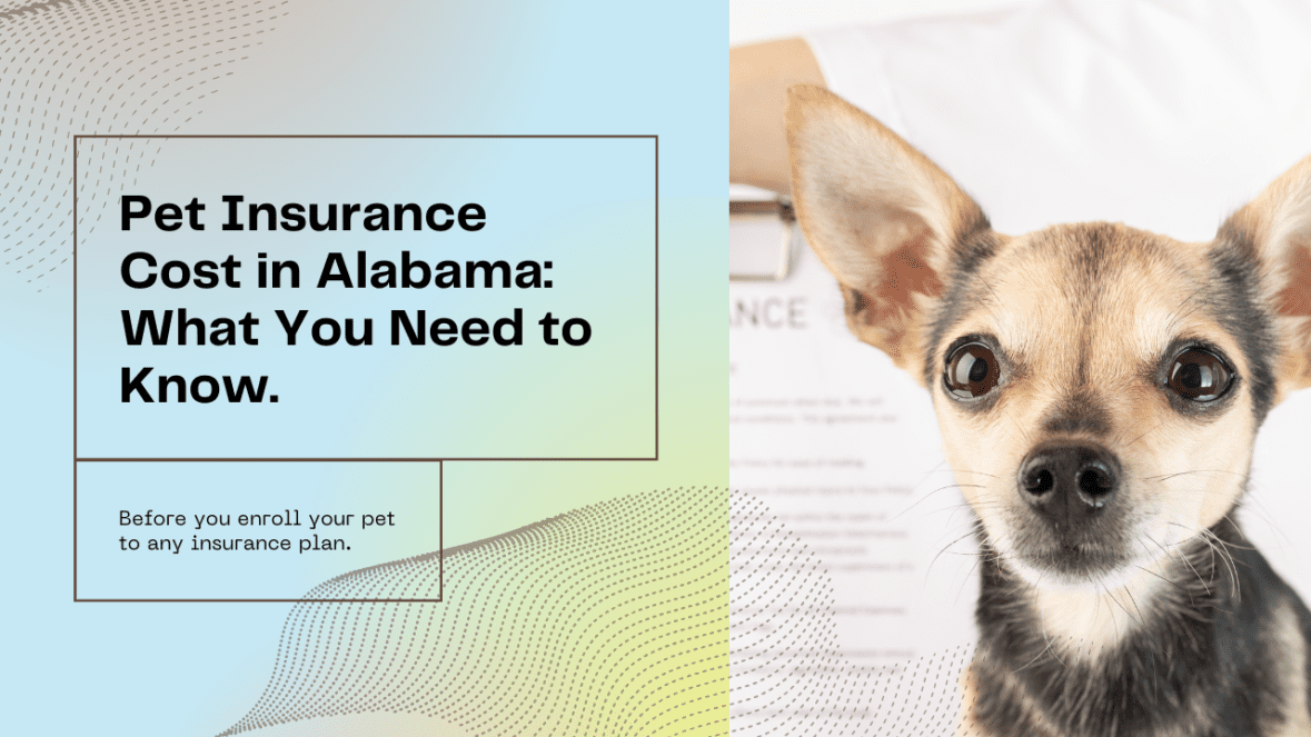 Pet Insurance Cost in Alabama: What You Need to Know Before You Enroll