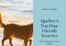 Quebec’s Top Dog-Friendly Beaches: Where Tails Wag and Waves Whoosh quebec