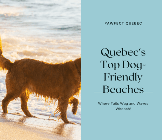 Quebec’s Top Dog-Friendly Beaches: Where Tails Wag and Waves Whoosh quebec