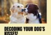 Decoding Dog Kisses: From Zooms to Snuggles, Unmasking Your Pup's Hidden Affection (It's All Love!)