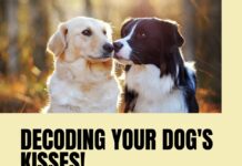 Decoding Dog Kisses: From Zooms to Snuggles, Unmasking Your Pup’s Hidden Affection (It’s All Love!) Decoding Dog Kisses: From Zooms to Snuggles, Unmasking Your Pup's Hidden Affection (It's All Love!)