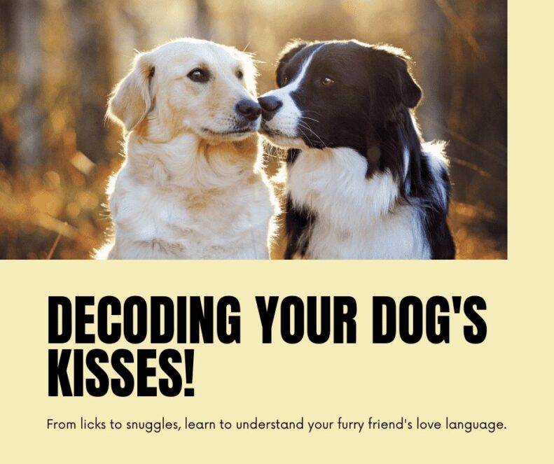 Decoding Dog Kisses: From Zooms to Snuggles, Unmasking Your Pup's Hidden Affection (It's All Love!)