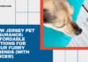 New Jersey Pet Insurance: Affordable Options for Furry Friends (With Prices!)