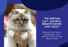 Unveiling the Mystery of the Birman Cat: A Guide to the Ancient Breed of Breathtaking Beauty (and Sass!) Unveiling the Mystery of the Birman Cat: A Guide to the Ancient Breed of Breathtaking Beauty (and Sass!)