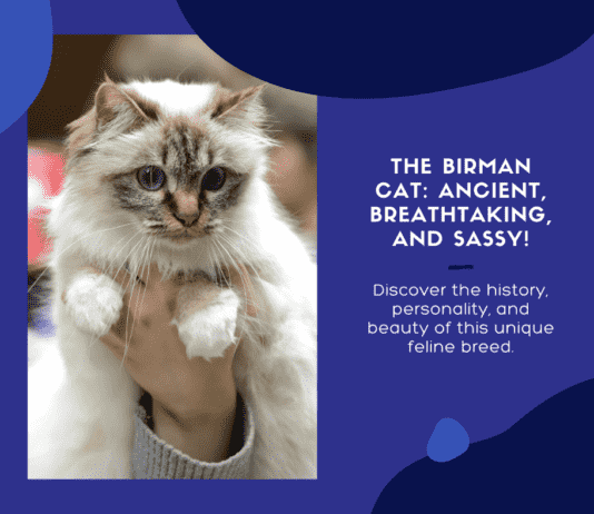Unveiling the Mystery of the Birman Cat: A Guide to the Ancient Breed of Breathtaking Beauty (and Sass!) Unveiling the Mystery of the Birman Cat: A Guide to the Ancient Breed of Breathtaking Beauty (and Sass!)