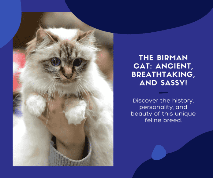 Unveiling the Mystery of the Birman Cat: A Guide to the Ancient Breed of Breathtaking Beauty (and Sass!)
