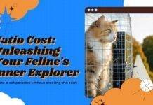 Catio Cost: Unleashing Your Feline’s Inner Explorer Without Breaking the Bank Catio Cost: Unleashing Your Feline's Inner Explorer Without Breaking the Bank