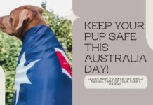 Australia Day Fun, Dog-Style: A Guide to Keeping Your Pup Safe This Holiday Australia Day Fun, Dog-Style: A Guide to Keeping Your Pup Safe This Holiday