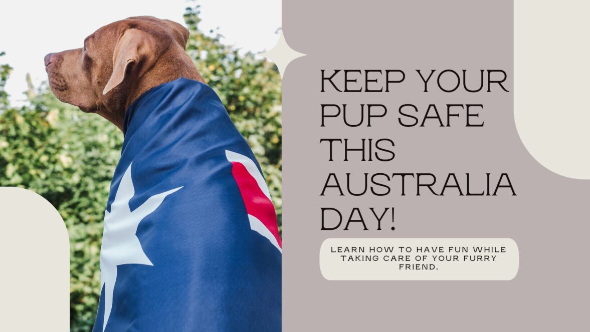 Australia Day Fun, Dog-Style: A Guide to Keeping Your Pup Safe This Holiday