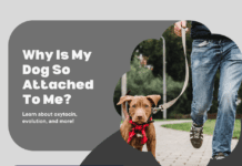 Why Is My Dog So Attached to Me? The Science Behind the Bond Why Is My Dog So Attached to Me? The Science Behind the Bond