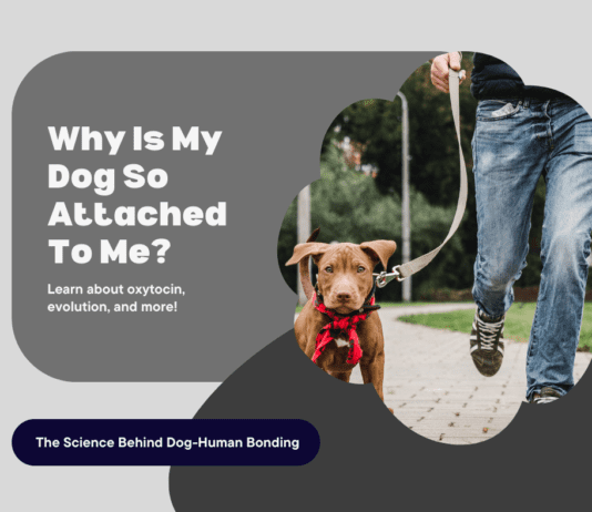 Why Is My Dog So Attached to Me? The Science Behind the Bond Why Is My Dog So Attached to Me? The Science Behind the Bond