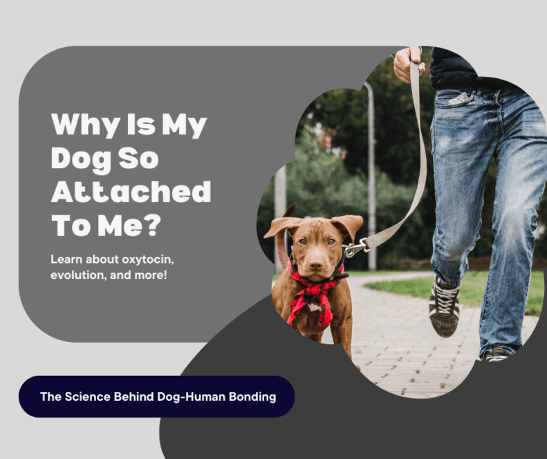 Why Is My Dog So Attached to Me? The Science Behind the Bond