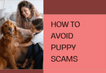 How to Spot a Puppy Scam Online: Protect Yourself and Your Family How to Spot a Puppy Scam Online: Protect Yourself and Your Family