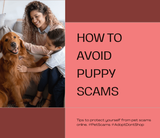How to Spot a Puppy Scam Online: Protect Yourself and Your Family How to Spot a Puppy Scam Online: Protect Yourself and Your Family
