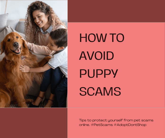 Как да разпознаете измама с кученце онлайн: Защитете себе си и семейството си