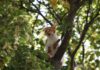Why do Cats get stuck in Trees? 5 Tips to Know cats