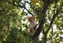 Why do Cats get stuck in Trees? 5 Tips to Know cats
