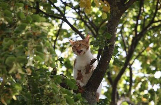 Why do Cats get stuck in Trees? 5 Tips to Know cats