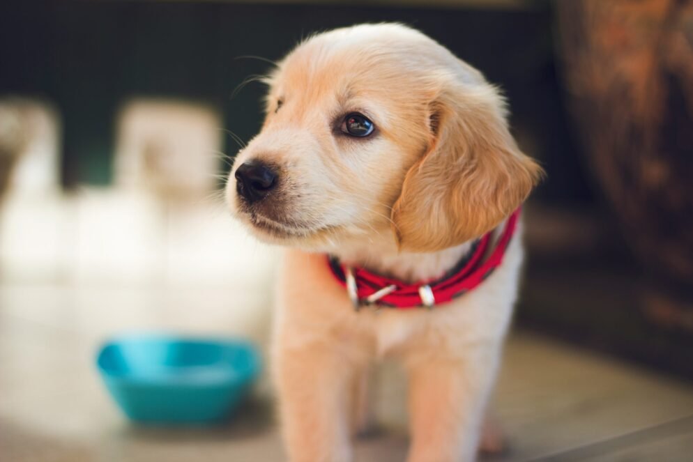 How to Spot a Puppy Scam Online: Protect Yourself and Your Family