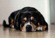 Senior Dog Care: Keeping Your Aging Pet Comfortable Senior Dog Care: Keeping Your Aging Pet Comfortable