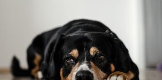 Senior Dog Care: Keeping Your Aging Pet Comfortable Senior Dog Care: Keeping Your Aging Pet Comfortable