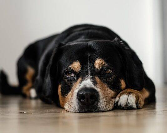 Senior Dog Care: Keeping Your Aging Pet Comfortable Senior Dog Care: Keeping Your Aging Pet Comfortable