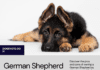 Is German Shepherd Good for First-Time Dog Owners? The Pros and Cons