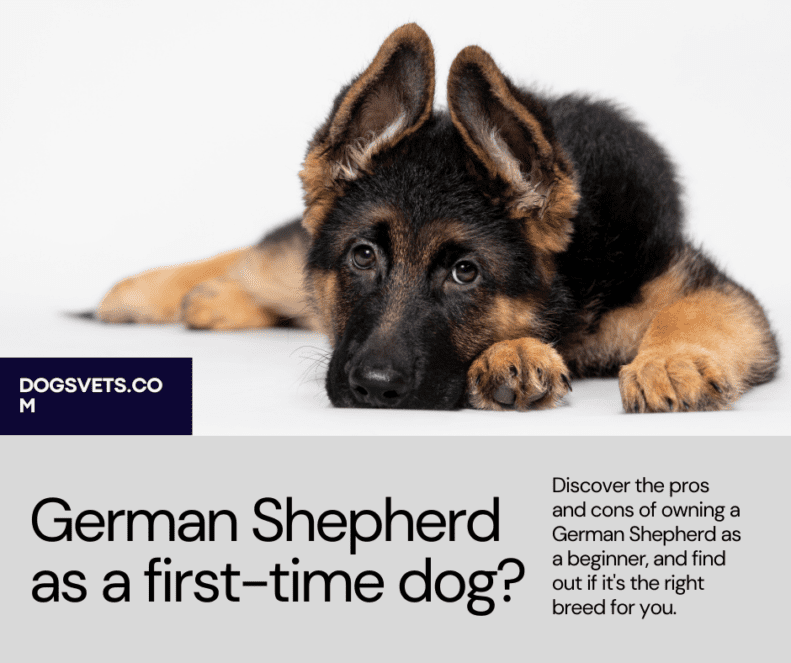क्या जर्मन शेफर्ड पहली बार कुत्ता पालने वालों के लिए अच्छा है? भला - बुरा