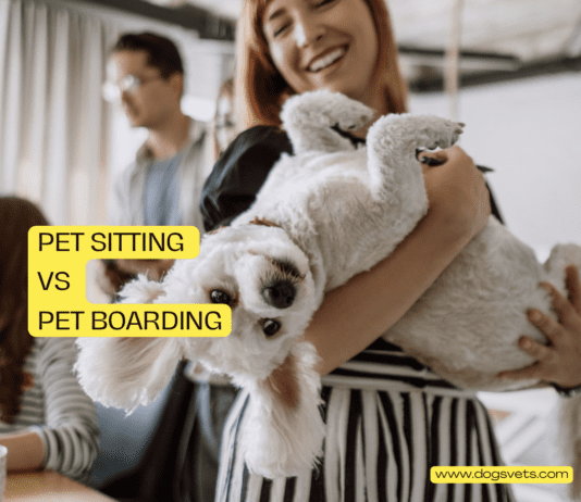 Pet Sitting vs Pet Boarding: Choosing the Best Care for Your Furry Friend Pet Sitting vs Pet Boarding: Choosing the Best Care for Your Furry Friend