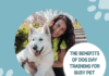 The Benefits of Dog Day Training for Busy Pet Owners The Benefits of Dog Day Training for Busy Pet Owners