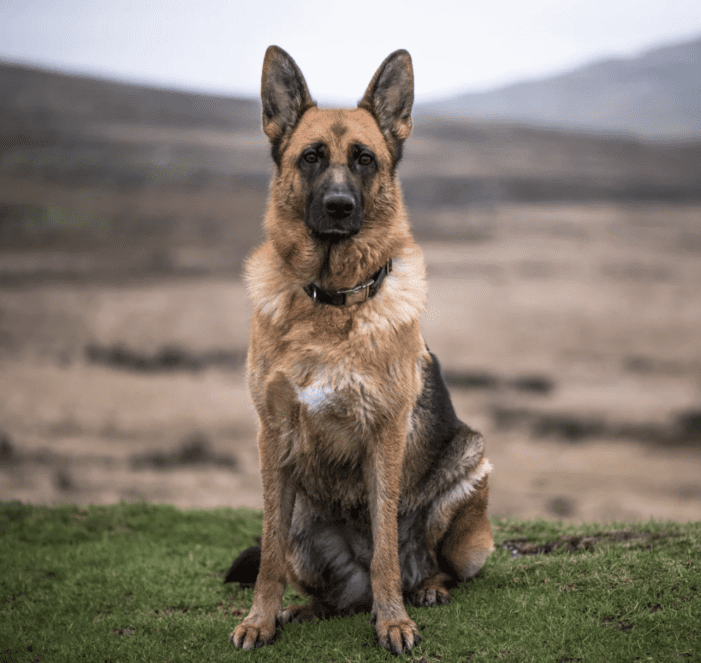 German Shepherd Dog Breed