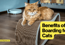 The Benefits of Boarding for Cats: Why Leaving Your Feline Friend in Good Hands is a Wise Choice The Benefits of Boarding for Cats: Why Leaving Your Feline Friend in Good Hands is a Wise Choice