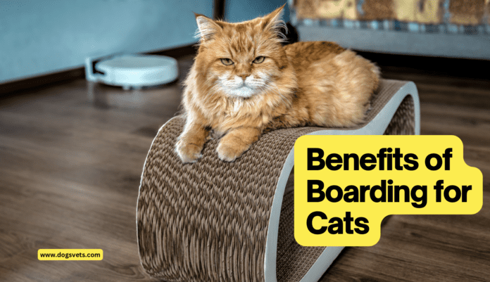 The Benefits of Boarding for Cats: Why Leaving Your Feline Friend in Good Hands is a Wise Choice