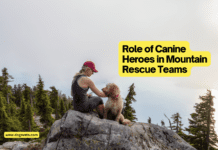 Top 7 Dogs For Mountain Rescue Teams: A Comprehensive Guide Role of Canine Heroes in Mountain Rescue Teams: A Comprehensive Guide