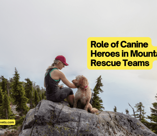 Top 7 Dogs For Mountain Rescue Teams: A Comprehensive Guide Role of Canine Heroes in Mountain Rescue Teams: A Comprehensive Guide