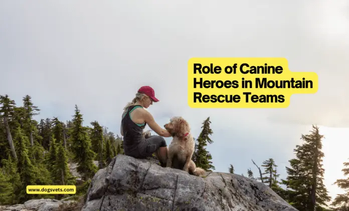 Role of Canine Heroes in Mountain Rescue Teams: A Comprehensive Guide