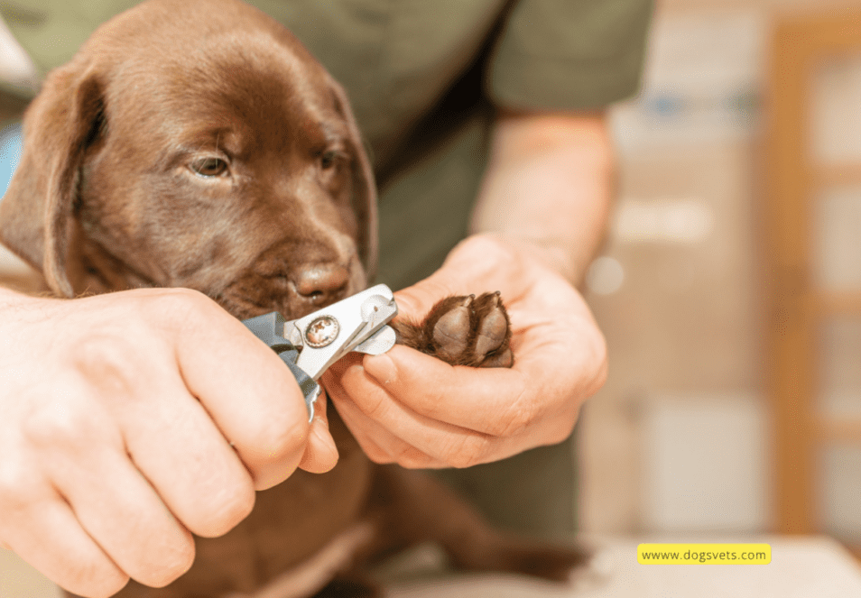 Como cortar con seguridade as uñas dun can? A guía completa para 2024