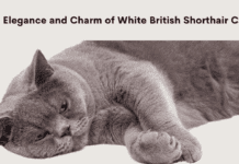 White British Shorthair Cat: Unveiling the Elegance and Charm White British Shorthair Cat: Unveiling the Elegance and Charm