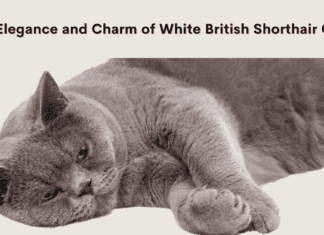 White British Shorthair Cat: Unveiling the Elegance and Charm White British Shorthair Cat: Unveiling the Elegance and Charm