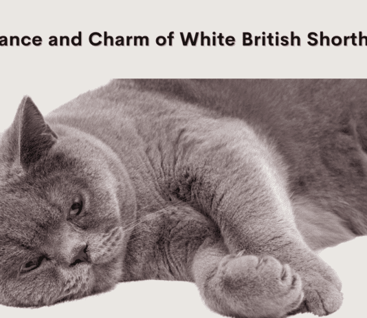 White British Shorthair Cat: Unveiling the Elegance and Charm White British Shorthair Cat: Unveiling the Elegance and Charm