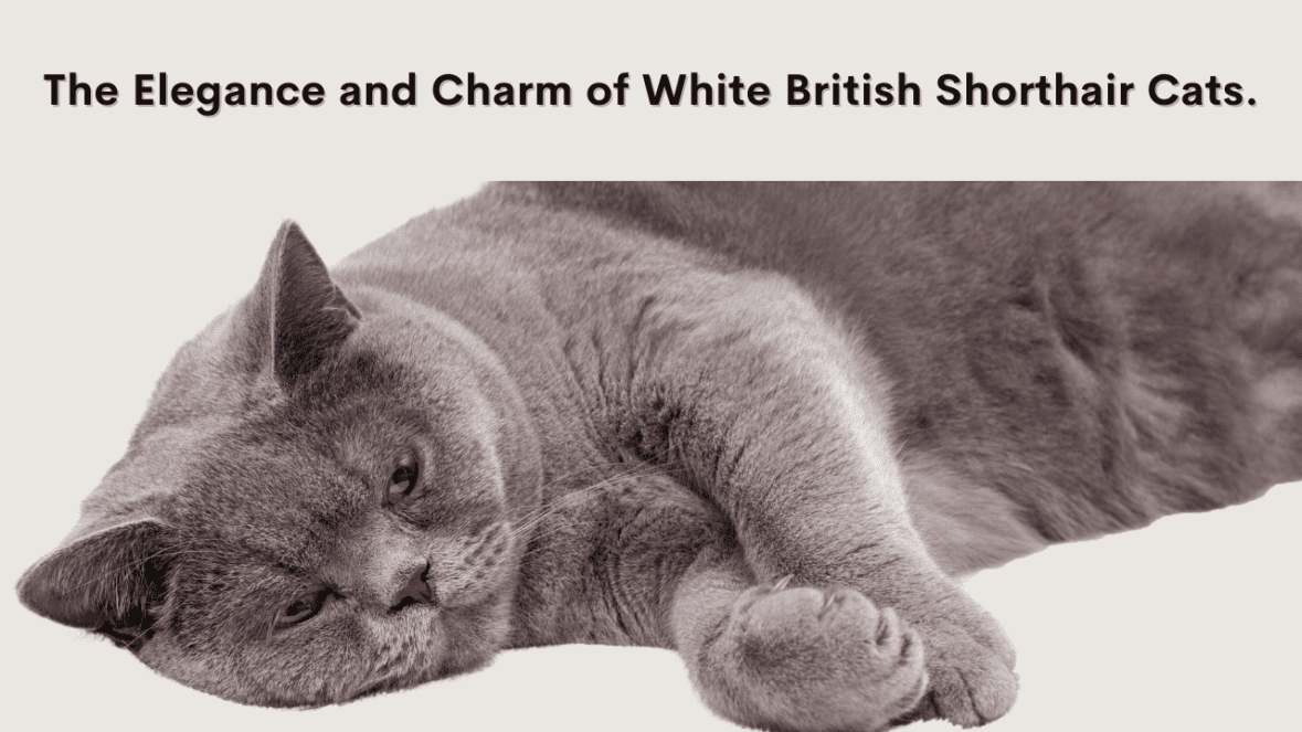 White British Shorthair Cat: Unveiling the Elegance and Charm