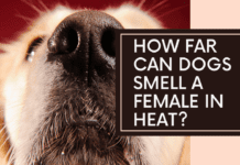 How Far Can Dogs Smell a Female in Heat? The Surprising Answer How Far Can Dogs Smell a Female in Heat? The Surprising Answer