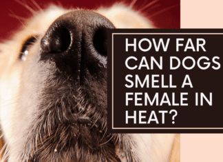 How Far Can Dogs Smell a Female in Heat? The Surprising Answer How Far Can Dogs Smell a Female in Heat? The Surprising Answer