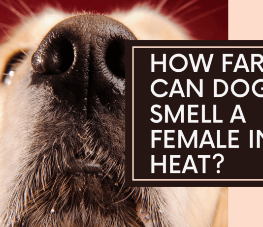 How Far Can Dogs Smell a Female in Heat? The Surprising Answer How Far Can Dogs Smell a Female in Heat? The Surprising Answer