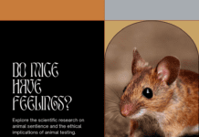 Do Mice Have Feelings? A Look into the Complex World of Animal Sentience Do Mice Have Feelings? A Look at Animal Sentience
